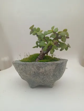 Suculenta en maceta de cemento