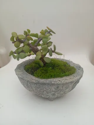 Suculenta en maceta de cemento