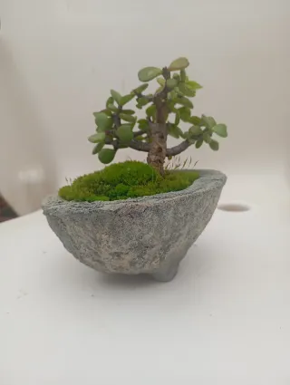 Suculenta en maceta de cemento