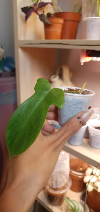 Philodendron Florida Ghost (Esquejes)