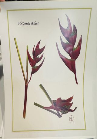 Láminas ilustradas Ana de Alvear