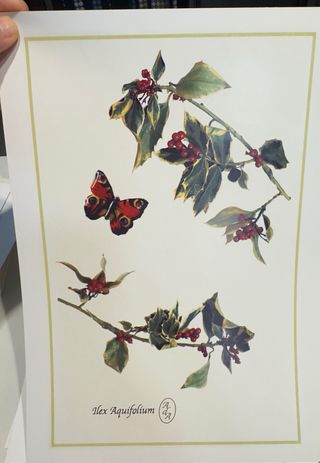 Láminas ilustradas Ana de Alvear