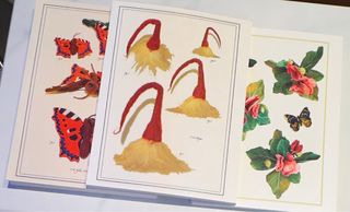 Láminas ilustradas Ana de Alvear