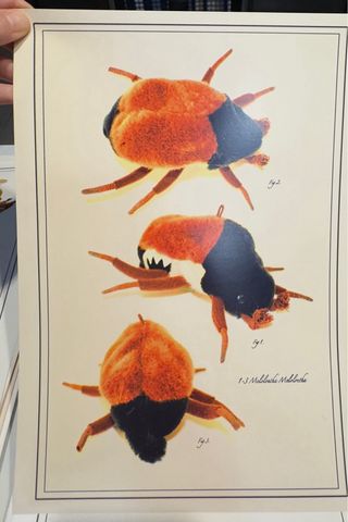 Láminas ilustradas Ana de Alvear