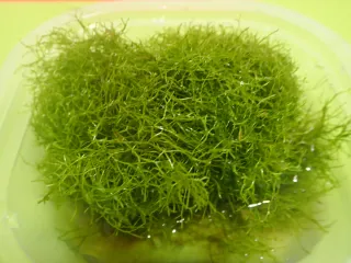 Riccia Fluitans Planta Acuario