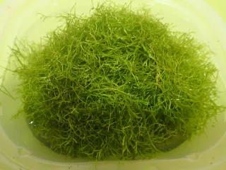 Riccia Fluitans Planta Acuario