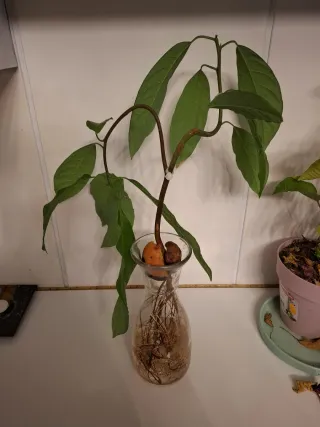 Planta de aguacate en maceta de cristal