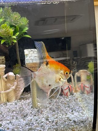 Pecera de cristal y plástico