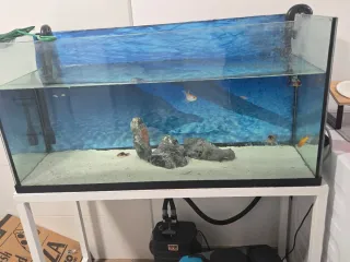 Acuario 200l con filtro y mesa