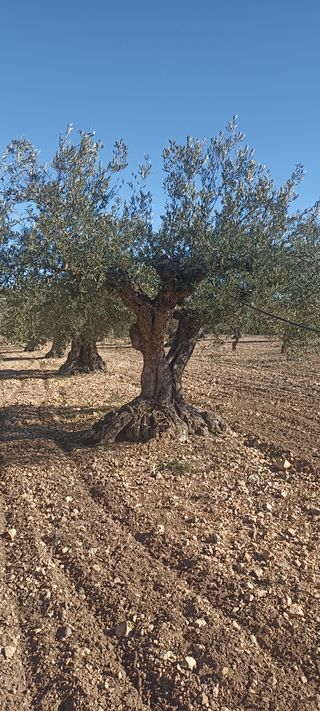 100 Olivos Centenarios