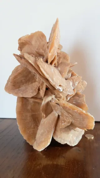 Rosa del Deserto Gigante XXL- 22x22xH31