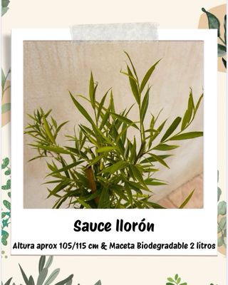 (X1) Sauce Llorón 105-115 cm Arbol Ornamental