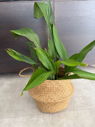 Cesta algas grande con planta Aspidistra