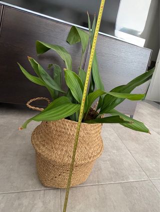 Cesta algas grande con planta Aspidistra