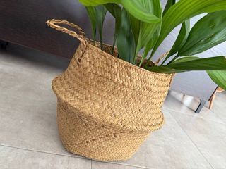 Cesta algas grande con planta Aspidistra