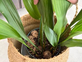 Cesta algas grande con planta Aspidistra