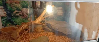 Terrario Grande Madera