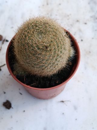 Rebutia muscula planta cactus Ø5