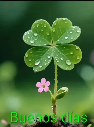 Electricista profesional