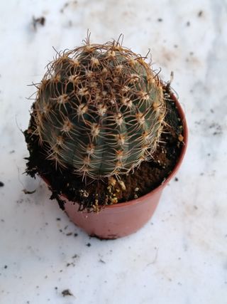 Echinocereus viridiflorus cactus planta Ø5