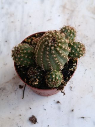 LOBIVIA ARACHNACANTHA cactus planta Ø5