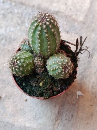 LOBIVIA ARACHNACANTHA cactus planta Ø5