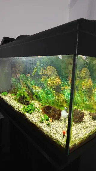 Pecera 100L con mesa