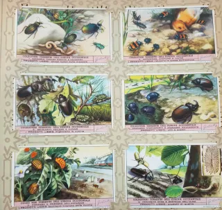 Figurine Liebig - Coleotteri Europa Occidentale