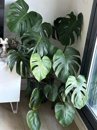 Monstera Deliciosa Planta Grande