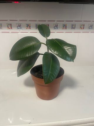 Planta Ficus de 30 cm