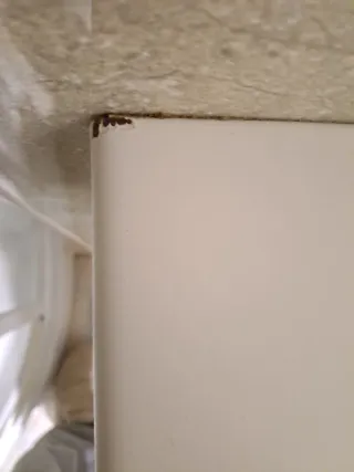 Portarrollos Doble Blanco con Estante (Diseño Indu