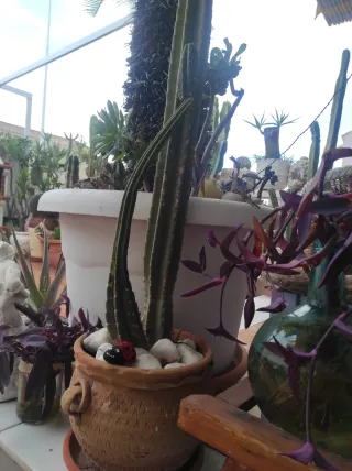 Macetero de cerámica con cactus