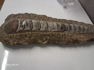 Fósil Hortoceras en Mármol 35cm