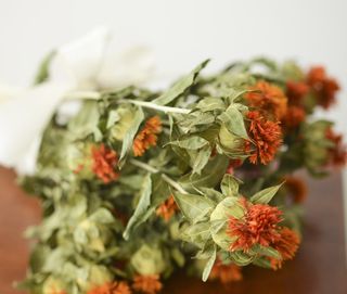 Sofflora tinctoria - Fiore Solare