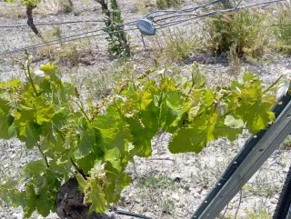 Viña en espaldera 3 hectáreas