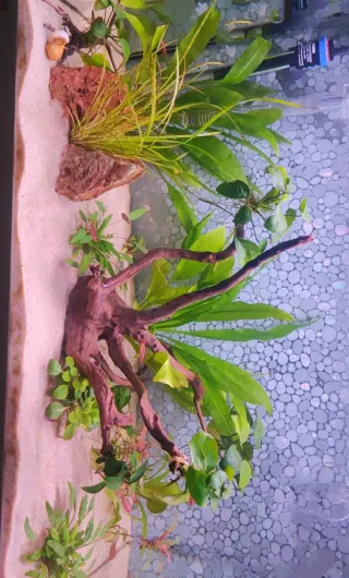 Acuario Eheim 126L listo para usar