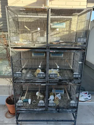 Gabbie Pedros e Strongcage con carrelli