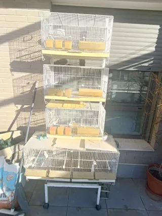 Gabbie Pedros e Strongcage con carrelli