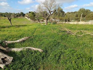 Terreno en venta en Llucmajor Interior en Llucmajor