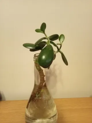 Planta de Jade