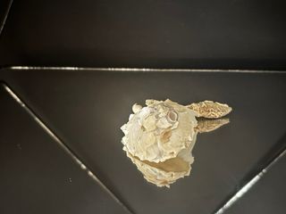 Ponderiana profunda conchiglia concha