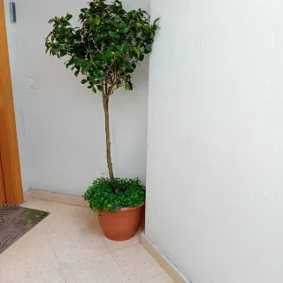 Camelia Japonica Rosa Intenso