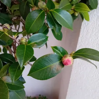Camelia Japonica Rosa Intenso