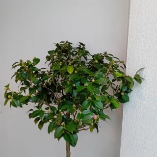 Camelia Japonica Rosa Intenso