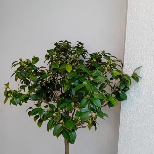 Camelia Japonica Rosa Intenso