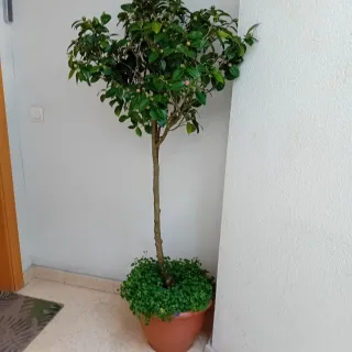 Camelia Japonica Rosa Intenso