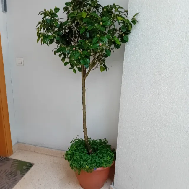 Camelia Japonica Rosa Intenso