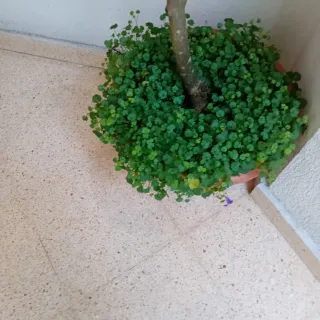 Camelia Japonica Rosa Intenso