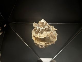 Xenophora pallidula conchiglia concha