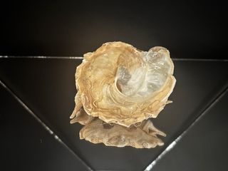 Xenophora pallidula conchiglia concha